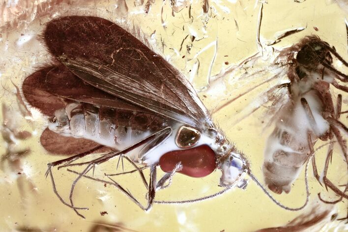 Detailed Fossil Caddisfly (Trichoptera) In Baltic Amber - Lilac Eyes! #362666
